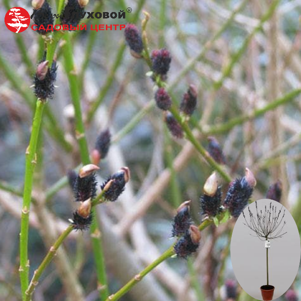Ива тонкостолбиковая Меланостахис