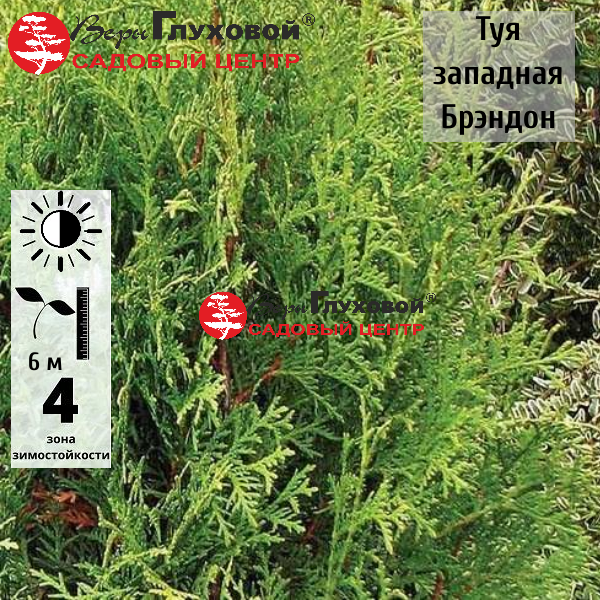 Туя западная Брендон