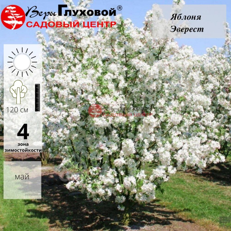 Яблоня Эверест