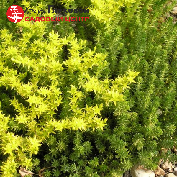 Очиток отогнутый 