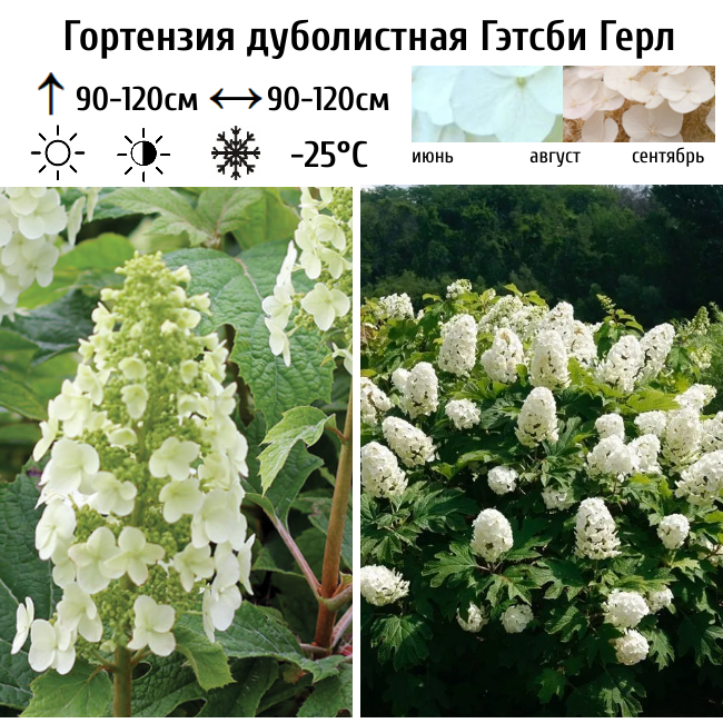 Гортензия дуболистная Гэтсби Герл
