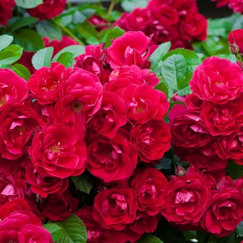 Роза миниатюрная Rote The Fairy