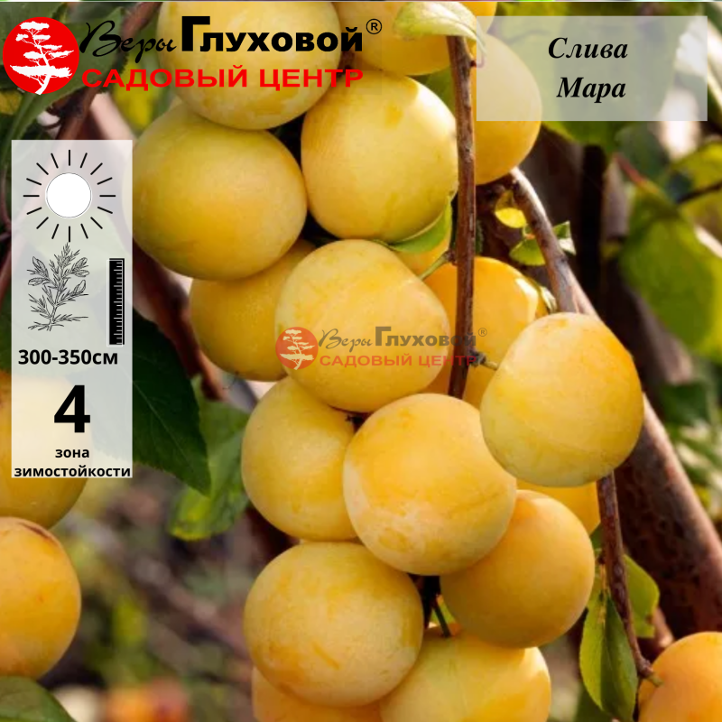 Слива Мара