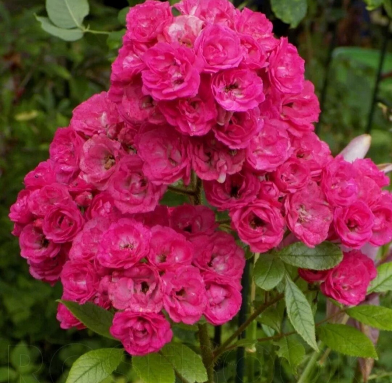 Роза полиантовая Dinky