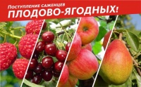 Поступление новых саженцев