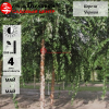 Береза черная (Betula nigra) 300-350 С35-45 РСав/21